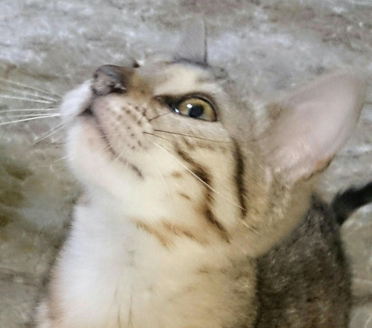 鼻の真ん中 骨のあたり を押す 触る と痛いです ぶつけた訳でもなくニキビも Yahoo 知恵袋