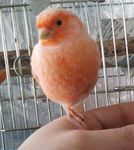 スマホ版アプリのff4のデカントアビリティについてです デカントアビリティを覚 Yahoo 知恵袋