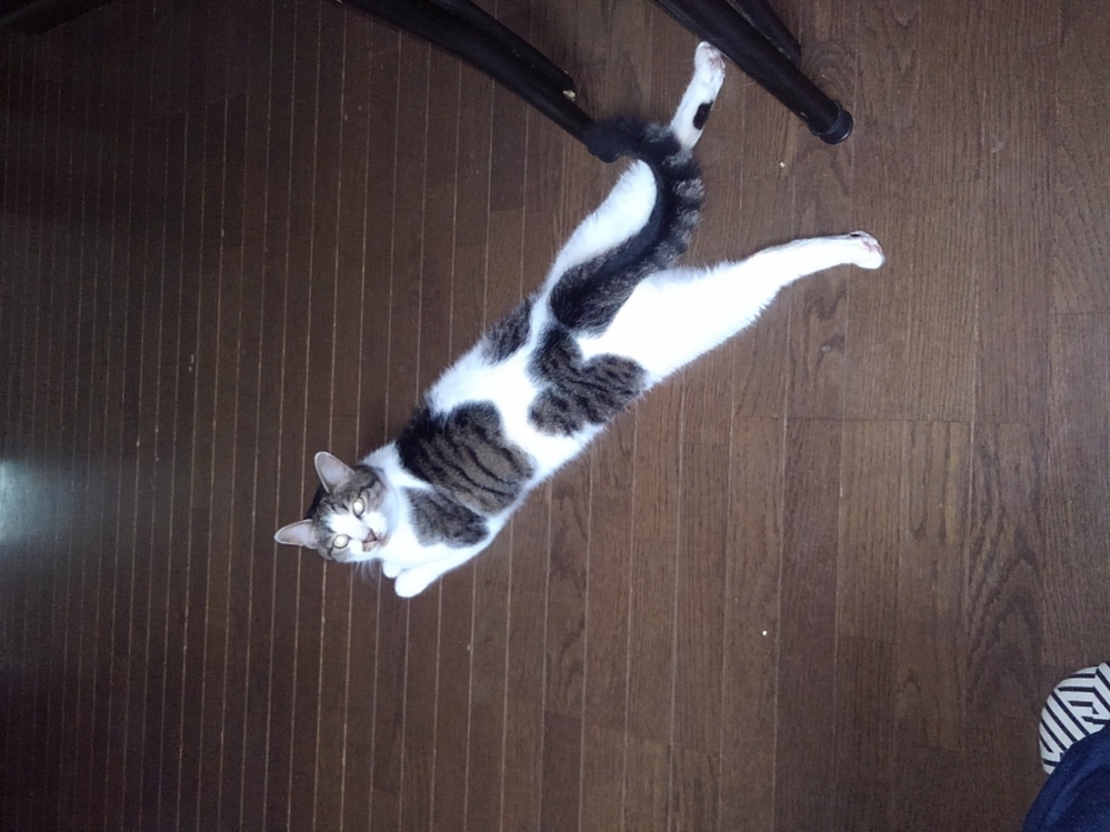 Youtubeで話題の コーラとメントスの漁業 は 日本ではできませんか Yahoo 知恵袋