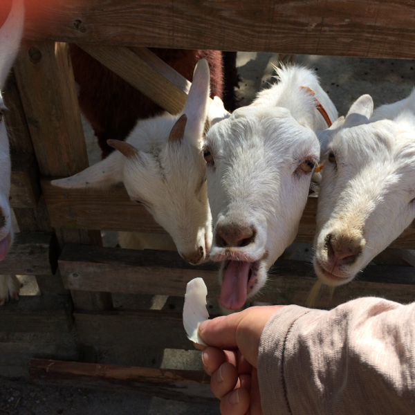 今更 ポケモンのエメラルドでミロカロスをgetしたく 奮闘して Yahoo 知恵袋