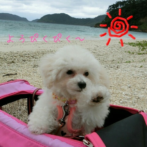 この犬はどうですか ノ感想お願いします お目目が特徴 Yahoo 知恵袋