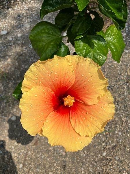 彼氏がアムウェイ製品愛用者です 付き合ってもうすぐ1年の私の彼氏はア Yahoo 知恵袋