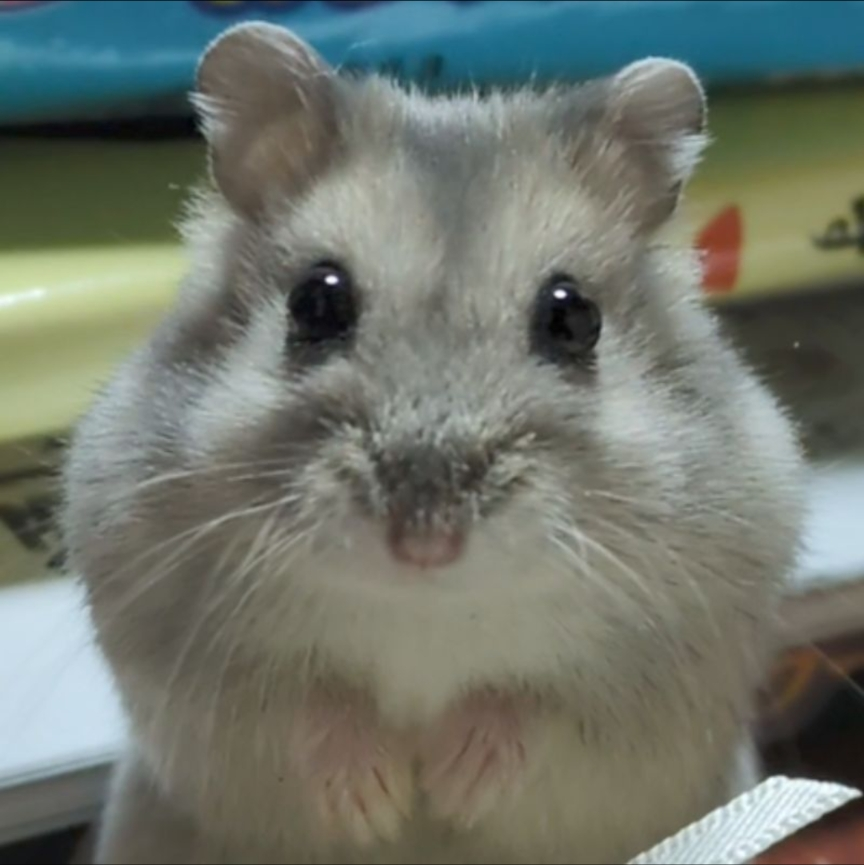 スマブラについてザクレイがスマメイトで無敗でレート00を達成し Yahoo 知恵袋