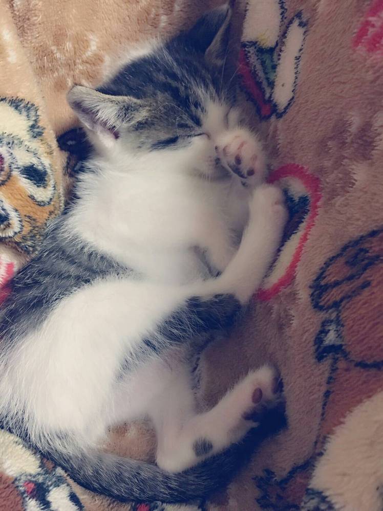 パズドラテクニカルダンジョン裏 三界の神殿出ないけどどうしたら Yahoo 知恵袋