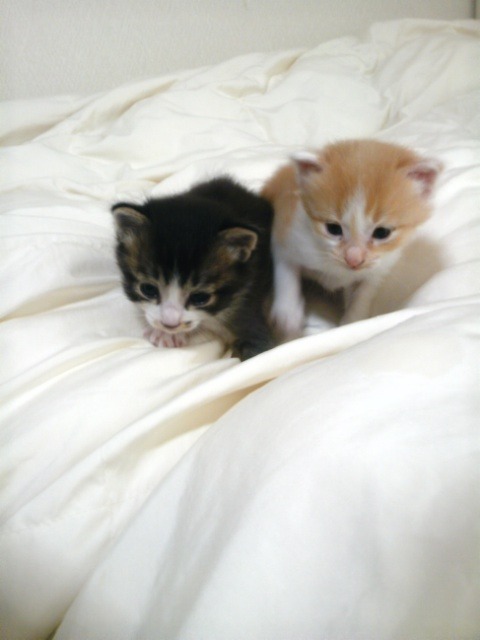 犬のおしっこやうんちを家の周りにされます 家の辺りは結構犬を飼って Yahoo 知恵袋