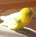 ポケモンで みきり と まもる を交互に発動させることはできますか Yahoo 知恵袋