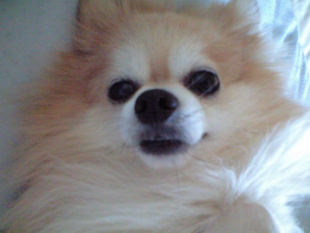 彼氏がすぐ寝てしまってイライラしてしまいます 本気で治したい Yahoo 知恵袋