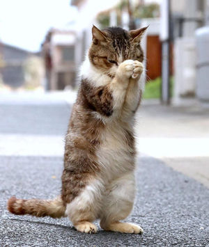 500枚 開放くんでポート開放しようとすると Get Stat Yahoo 知恵袋