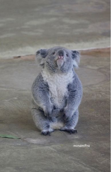 ポケモンカードのプレイマットってどこに売ってるんですか Yahoo 知恵袋