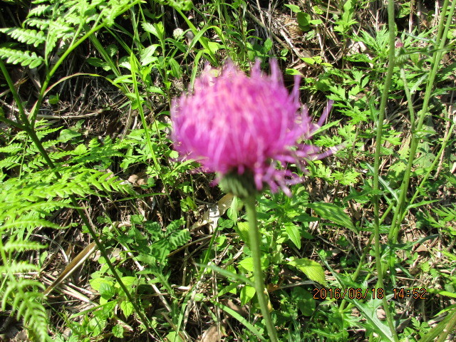 コーラック効かないのかな 昨日の晩コーラックを4粒飲みました 空 Yahoo 知恵袋