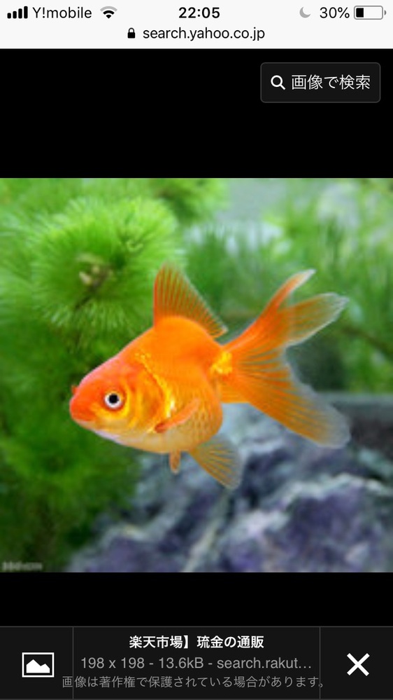 金魚の飼育について 水換え後の水面のパクパク 昨日屋台の金魚を4匹家に Yahoo 知恵袋