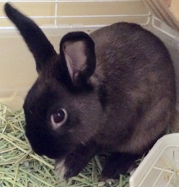 ニコニコ本社はなぜやたらと爆発 爆破 するんですか 初めは活動をサボり Yahoo 知恵袋