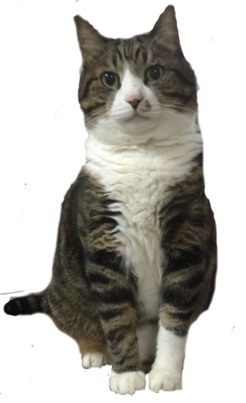 うちの猫のおしっこの仕方がなんだか変なんです やり方にも色々ある Yahoo 知恵袋