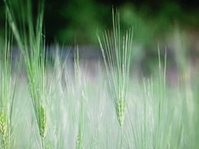 最近痰を出すと茶色いカス見たいなのが一緒に出ます 血痰 Yahoo 知恵袋