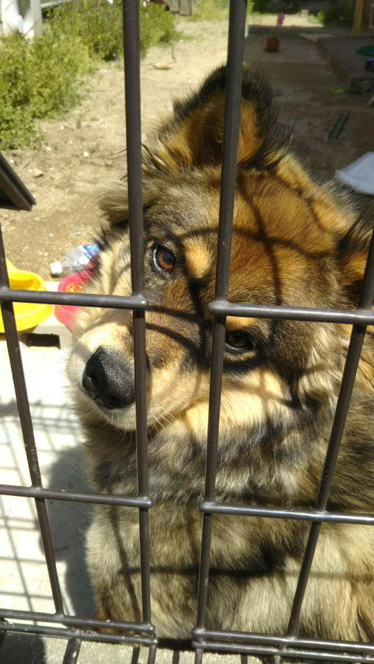 ハコベの種は 100円ショップに売ってますか または どこで売っ Yahoo 知恵袋