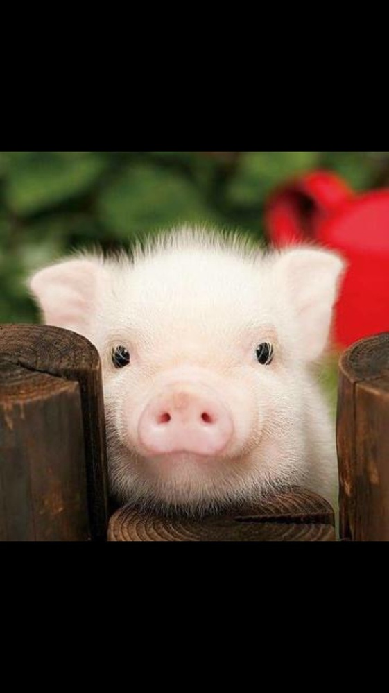 Warframeの質問です ブーメランのスタンスって何処で手に入ります Yahoo 知恵袋