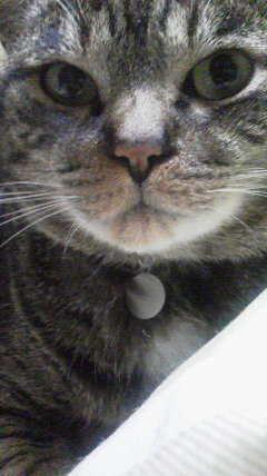 信長の野望 創造 Ps4 についての質問です 信長で Yahoo 知恵袋