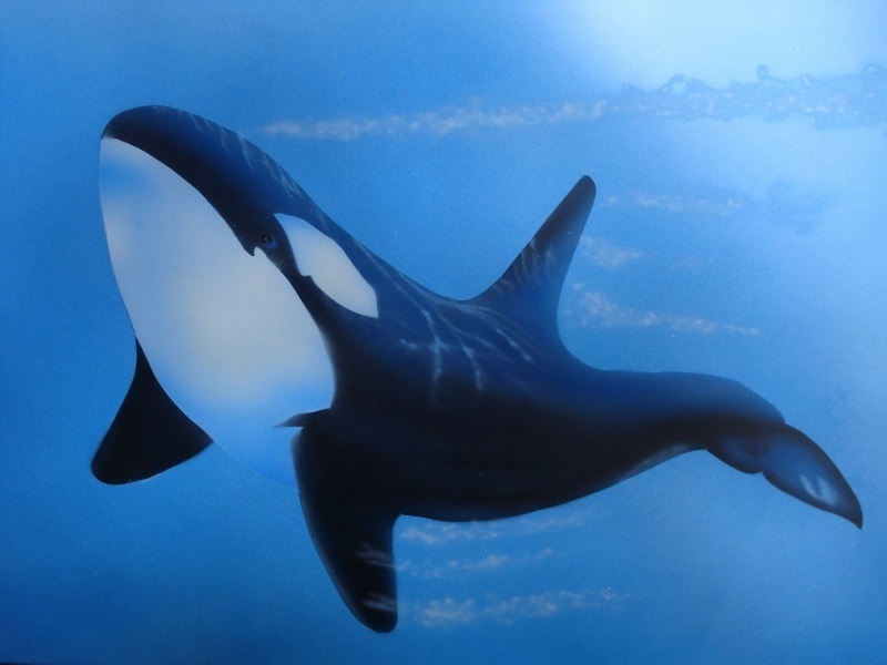 今更ポケモンyをやっています シシコのオスを探しているのですが かれこれ Yahoo 知恵袋