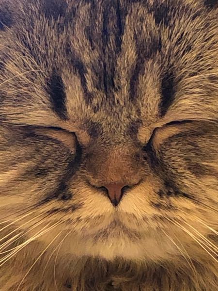 Ps4版のarkのバルゲロでカワウソを探しているのですが全く見つかり Yahoo 知恵袋