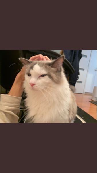 あつまれどうぶつの森の対義語はなんですか Quizknockの Yahoo 知恵袋