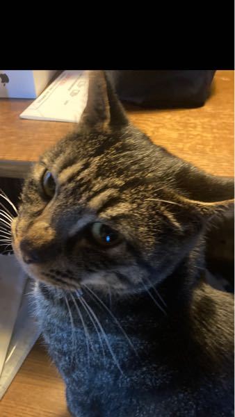 ポケモンの特性のはりきりはダイマックスした状態だと無条件で攻撃が Yahoo 知恵袋