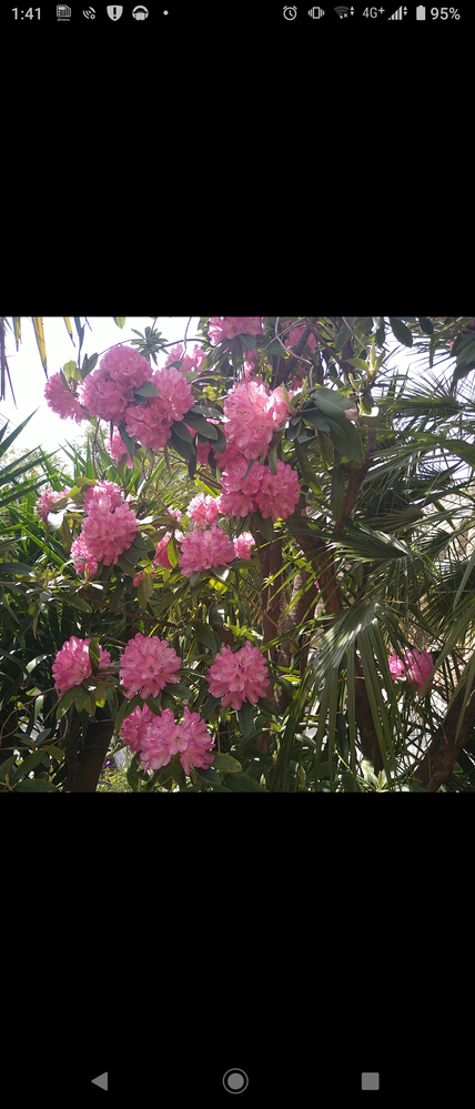 ポケモンハートゴールドツボツボを育てたいのですがあまり詳しくない Yahoo 知恵袋