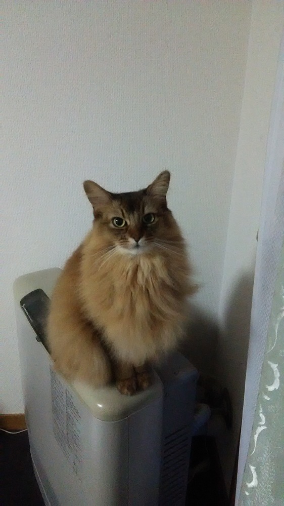 猫の長引く血便 - こんにちは。４ヶ月目くらいの子猫を飼ってます。子 