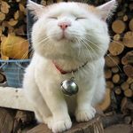 身長が170cm以下の男性に質問します やっぱり 手に入るなら身長が欲しいです Yahoo 知恵袋