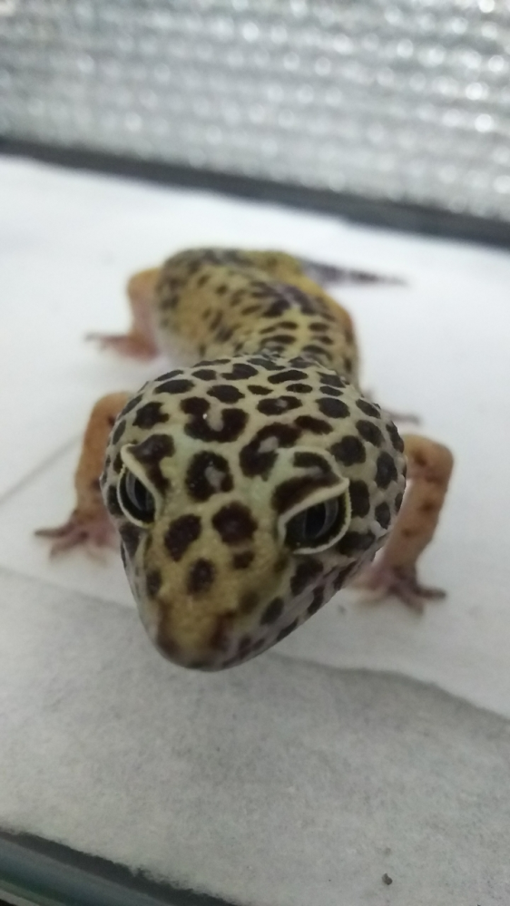 ポケモンxyフロストケイブの技マシンはどうやって取ればいいです Yahoo 知恵袋