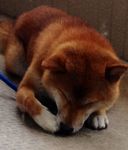 群れバトルで 夢特性の出る確率ってどれぐらいですか ポイヒグライガーが欲しいん Yahoo 知恵袋