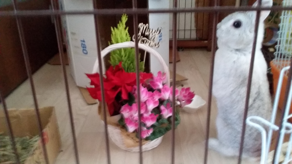 こんばんは 入院中の中学生です なんか寂しいです だって明日クリスマスイブな Yahoo 知恵袋