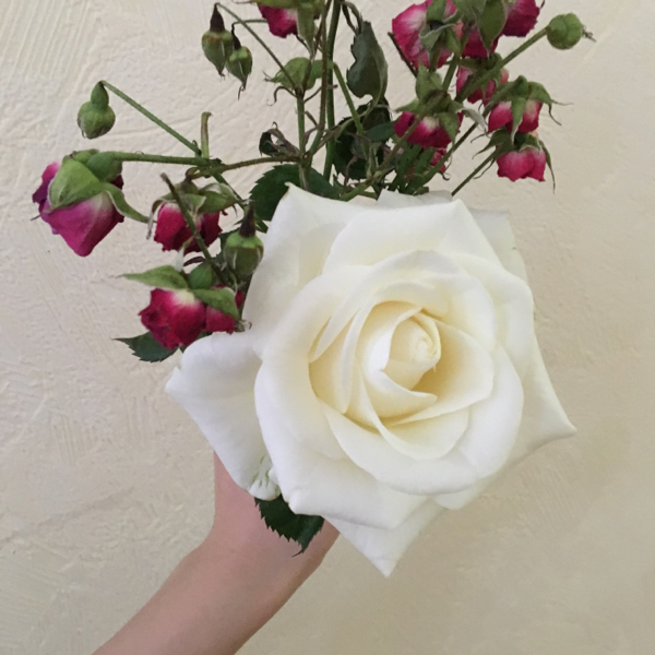 セクチャンで面白かった回教えてください あと微妙だった回もありました Yahoo 知恵袋