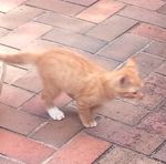 何故 日本のサッカー選手はカッコつけてるんですか 世界から見たら Yahoo 知恵袋