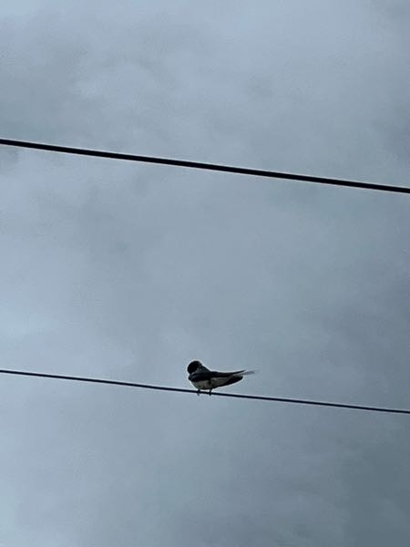 Ninelieとはどういう意味ですか Aimerさんのシン Yahoo 知恵袋