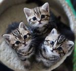メルカリのまとめて発送について質問です。こちら購入者側です