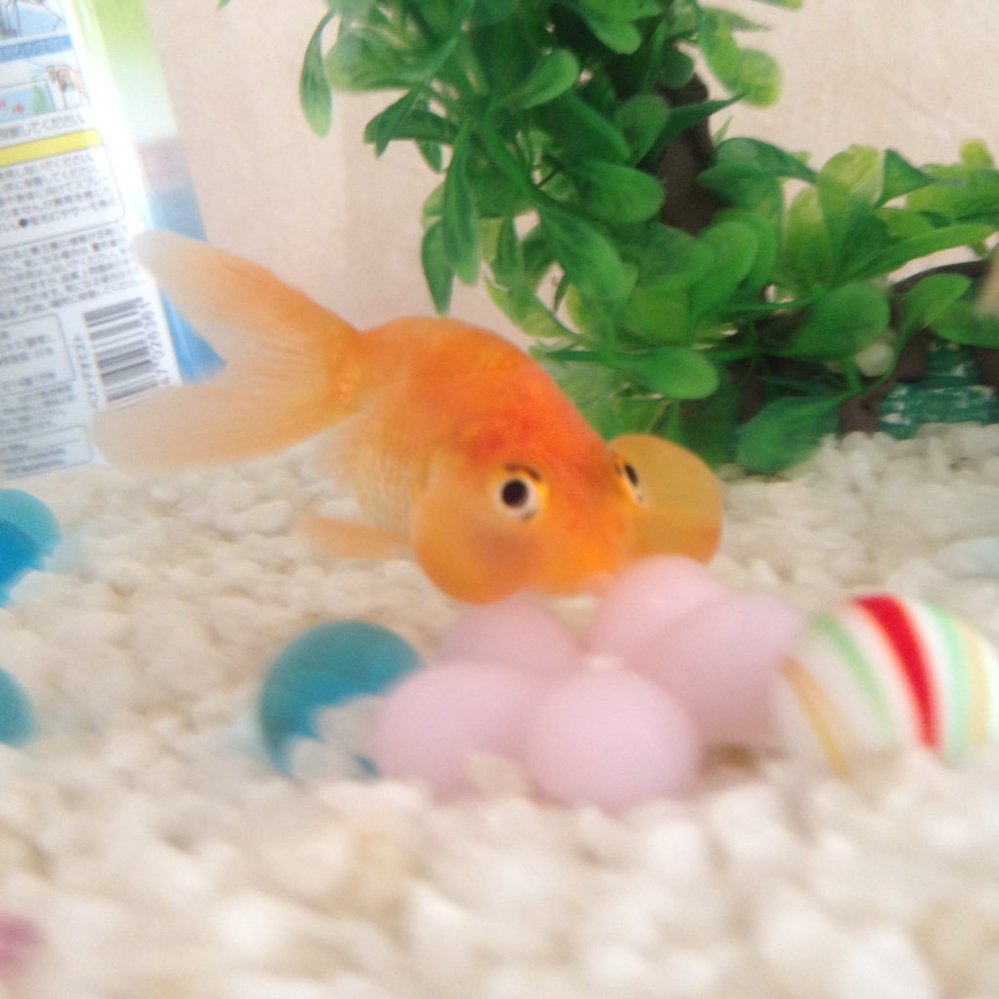 水槽の水をヒーター以外で温める方法をおしえてください フィルタ Yahoo 知恵袋