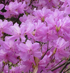 苦土石灰と普通の灰との違いについて教えてください 小さなベランダ菜 Yahoo 知恵袋