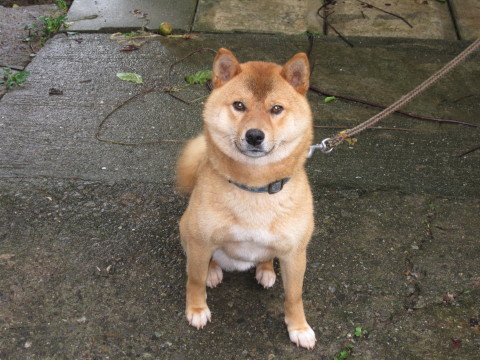 ミロのヴィーナス清岡卓行の要約を100字でお願いします ミロのヴィーナ Yahoo 知恵袋