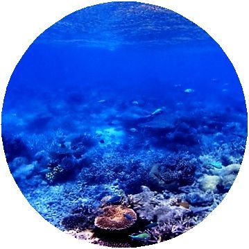 人狼ゲームの怪盗役の意味を教えてください 怪盗役は何をするの Yahoo 知恵袋