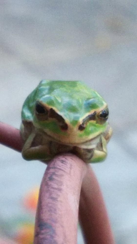 おまちどうさま おまちどおさま どちらが正しいですか おま Yahoo 知恵袋