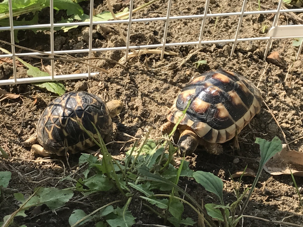 亀ってひっくり返った仲間を助けにいく習性があるんですか 習性 Yahoo 知恵袋