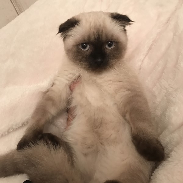 頭文字dzeroで1台の車をフルチューンするには どのくらいのドライバーズ Yahoo 知恵袋