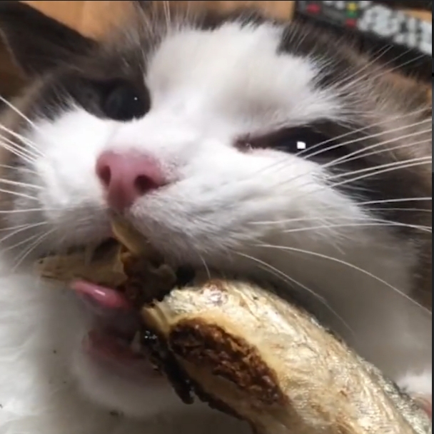 監物さん という苗字の方は何と読めばいいですか けんも Yahoo 知恵袋