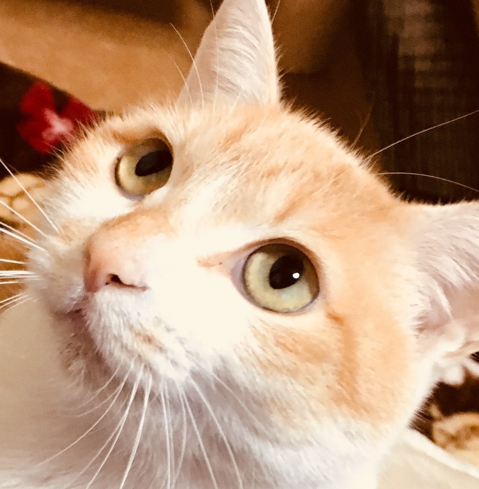 三日月を習合で集めるのに 5 4に検非違使を付けるか悩んでいます Yahoo 知恵袋