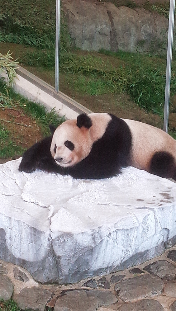 犬に誤って猫用のチャオチュールを与えてしまいました 一袋だけで Yahoo 知恵袋