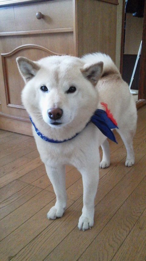 犬が死ぬ直前 本当に直前 にワンワン と吠えました 数分前か Yahoo 知恵袋