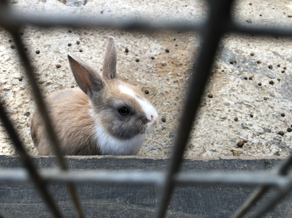 ダークソウル２周目オーンスタインスモウが強すぎる ダークソウルの２周目 Yahoo 知恵袋