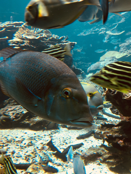 これってブラックバスですか 教えてください なかなか見 Yahoo 知恵袋
