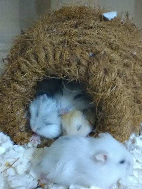 ペット禁止の住宅で ペットを飼う 私の実家はかなり大型の団地で ペット禁止 Yahoo 知恵袋