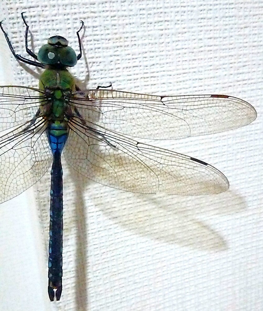 ギンヤンマのヤゴが今日で13日餌を食べていません 羽化はそろそろ Yahoo 知恵袋